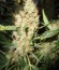 Сорт Jack Herer fem (Vision Seeds)