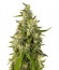 Сорт Trainwreck reg (Humboldt Seeds)