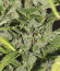 Сорт Bruce Banner Auto (Monster Genetics)