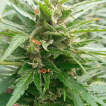 critical-neville-haze-auto-fem-delicious-seeds.jpg