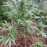 critical-neville-haze-auto-fem-delicious-seeds.jpg