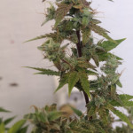 autoflowering-mix-fem-00-seeds.jpg