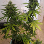 autoflowering-mix-fem-00-seeds.jpg