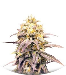 Сорт Critical Super Silver Haze fem (Delicious Seeds)