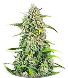 Сорт Jealousy Z XL Auto fem (Sweet Seeds)