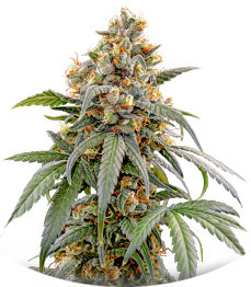 Papaya Zoap F1 Fast Version fem (Sweet Seeds)