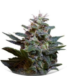 Sweet Purple fem (Paradise Seeds)