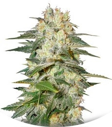 Сорт Afghan Kush Ryder auto fem (World of Seeds)