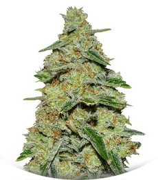 Lemon Cake fem (Heavyweight Seeds)