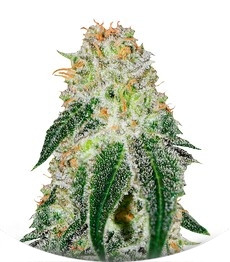 Black Russian fem (Delicious Seeds)