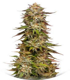 Сорт Golden Sands fem (Humboldt Seed Company)