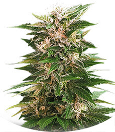 Kaya 47 fem (Advanced Seeds)