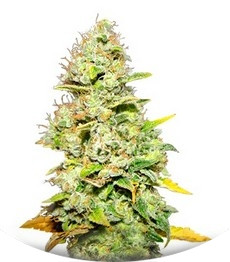 Сорт White Widow fem (Medical Seeds)