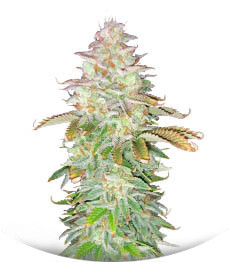 Jungle Lava fem (Original Sensible Seeds)