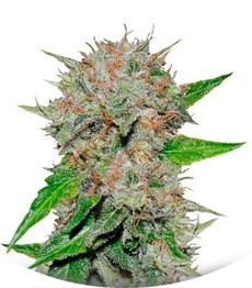 Deep Mandarine fem (Delicious Seeds)