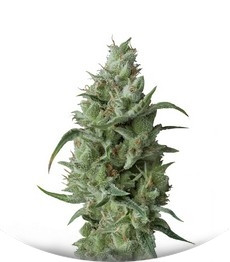 Super OG Kush fem (Pyramid Seeds)