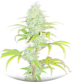 Wedding Cake fem (Barney's Farm)