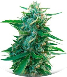 Сорт Sugar Black Rose Early Version fem (Delicious Seeds)