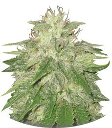 Super Hash fem (Pyramid Seeds)