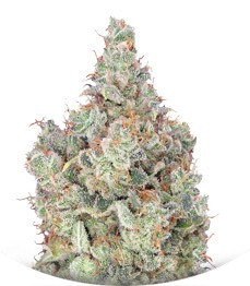 Сорт Total Paralysis fem (Heavyweight Seeds)