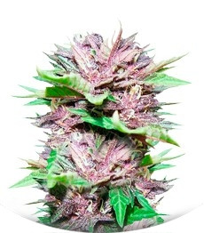 Сорт Auto Dark Purple fem (Delicious Seeds)