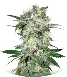 Mazar Kush fem (World of Seeds)