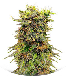 Snow White Amsterdam fem (Amsterdam Seeds)