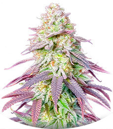 Сорт Lemon Orange fem (Green House Seeds)