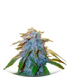 Sweet Tooth #1 fem (Barney's Farm)