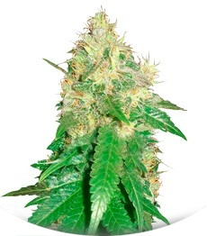 Сорт Northern Light Blue fem (Delicious Seeds)