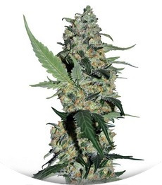 Green Poison F1 Fast Version fem (Sweet Seeds)