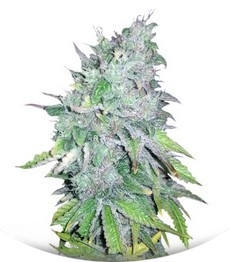 AK-48 regular (Nirvana Seeds)