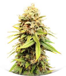 Сорт Sherbert Gorilla fem (Dr. Krippling Seeds)