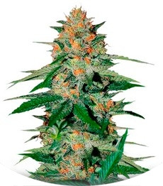 Сорт Delicious Candy reg (Delicious Seeds)