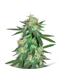 Bruce Banner Auto fem (Cali Buds Seeds)