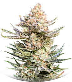 Сорт Moby Delicious fem (Delicious Seeds)