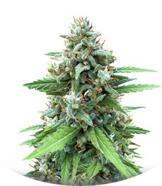 Descojack fem (Delicious Seeds)