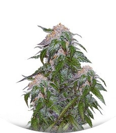 Medical VIP fem (VIP seeds)