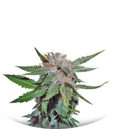 Royal Cheese (Fast Flowering) fem (RQS)