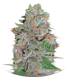 Сорт La Diva fem (Delicious Seeds)