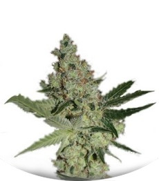 Acid fem (Paradise Seeds)