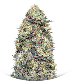 Сорт Auto White Widow fem (00 Seeds)