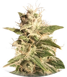 Сорт Auto Bubble fem (Female Seeds)