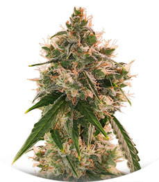 Wedding Cake Autoflower fem (Easy Grow Seeds)