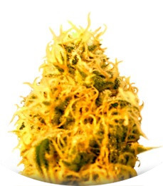 Mango Mist Shake fem (KFC Seeds)