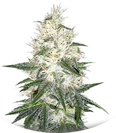 Dutch Kush fem (Paradise Seeds)