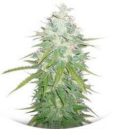 Сорт Afghan Kush X Black Domina fem (World of Seeds)