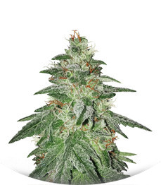 Сорт Bruce Banner #3 fem (Original Sensible Seeds)