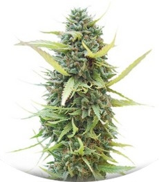 Colombian Gold fem (World of Seeds)