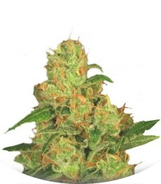 Auto Acid fem (Paradise Seeds)